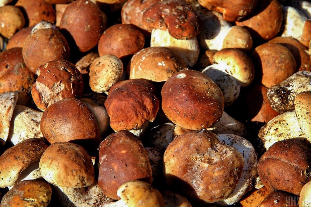 Savlaicīgi atrodi akmeni starp sēnēm / Moje kolāža