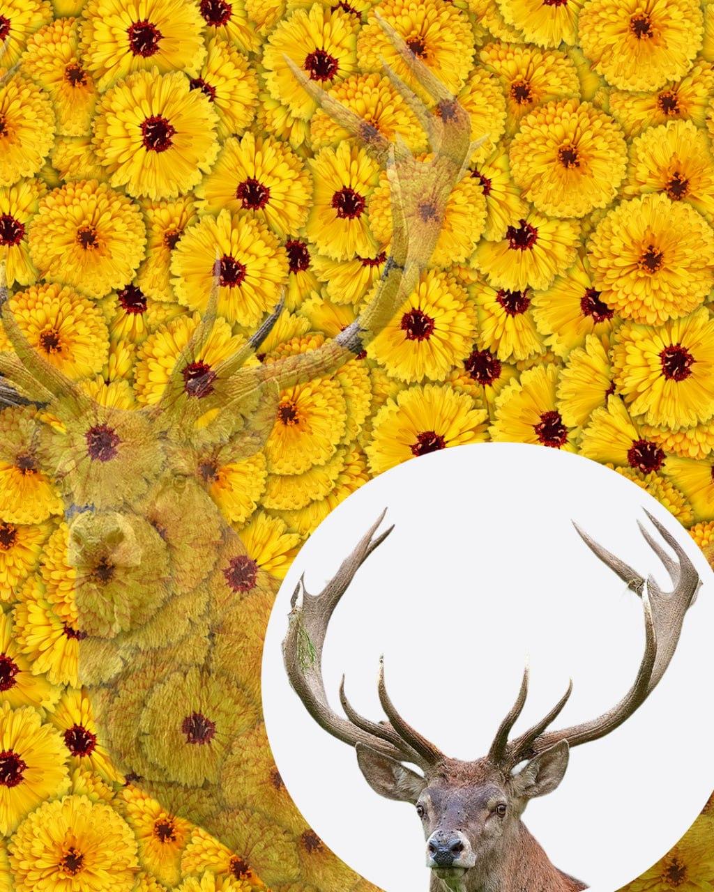 Tikai 1 no 10 cilvēkiem attēlā redzamo briežu atradīs 7 sekundēs: ļoti sarežģīta optiskā ilūzija