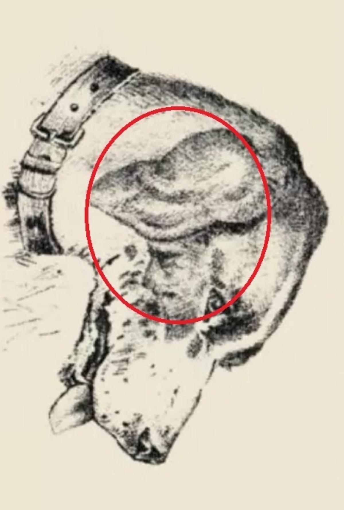 Uz suņa auss bija cilvēka seja / zīmējums safalta.com