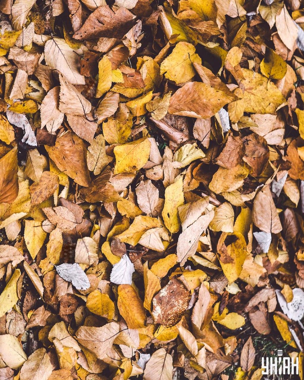 Mums starp lapām jāatrod bruņurupuči / Moje kolāža