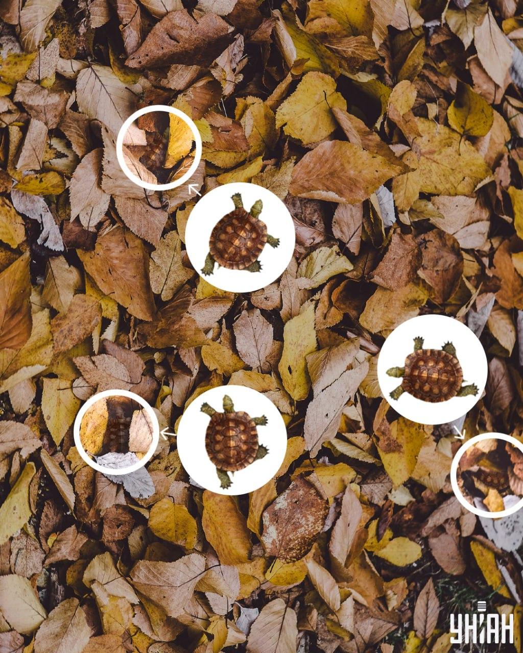 Bruņurupuču čaumalas var viegli sajaukt ar nodzeltējušām lapām / Moje kolāža