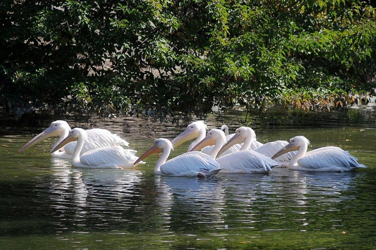 Mazāk nekā 10 sekundēs jums jāatrod putns, kas atšķiras no pārējiem / Moje kolāža