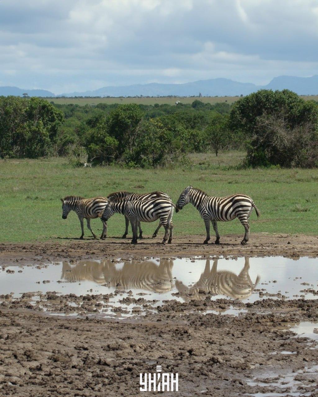 Mums ir jāatrod suns laikā / kolāža ar fotogrāfijām Moje