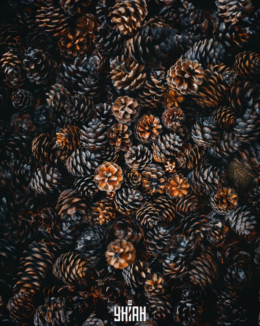 Mums jāatrod ezis starp čiekuriem / Moje kolāža