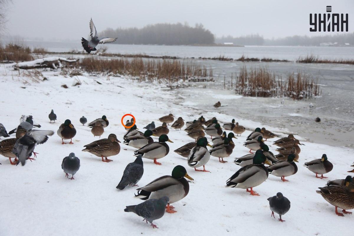 Zvirbulis slēpās netālu no optiskās ilūzijas / kolāžas centra ar fotogrāfijām Moje