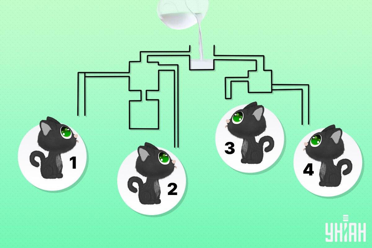 Atrodiet kaķi, kurš pirmais var dzert pienu / Moje kolāža