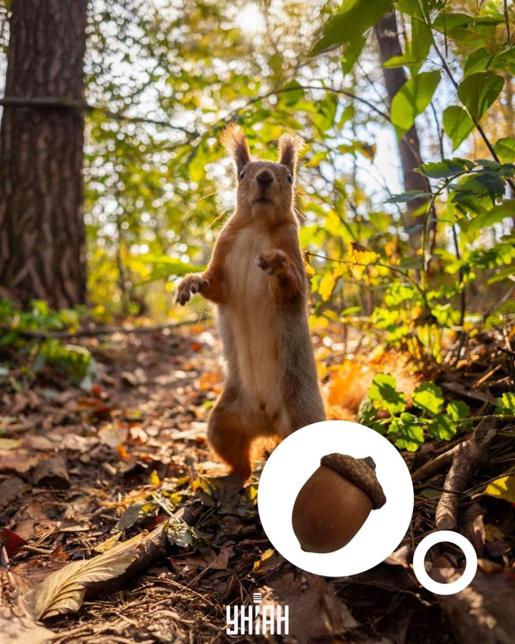 Zīle atradās optiskās puzles/kolāžas apakšā ar fotoattēlu Moje