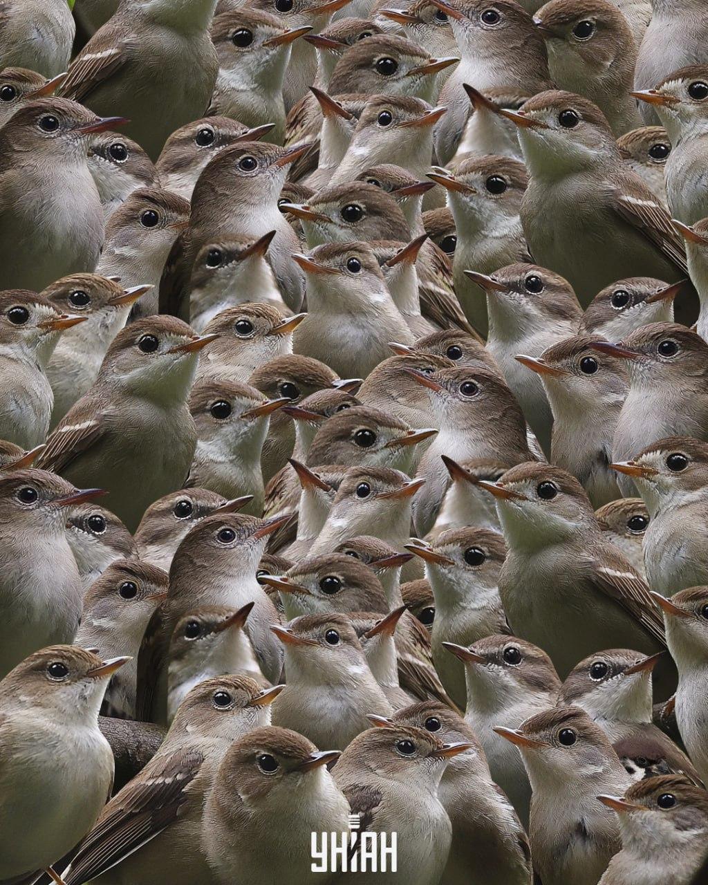 Jums vajadzētu atrast zvirbuli starp lakstīgalām / Moje kolāža