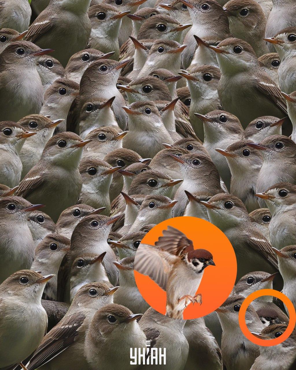 Zvirbulis atradās mīklas / Moje kolāžas apakšā