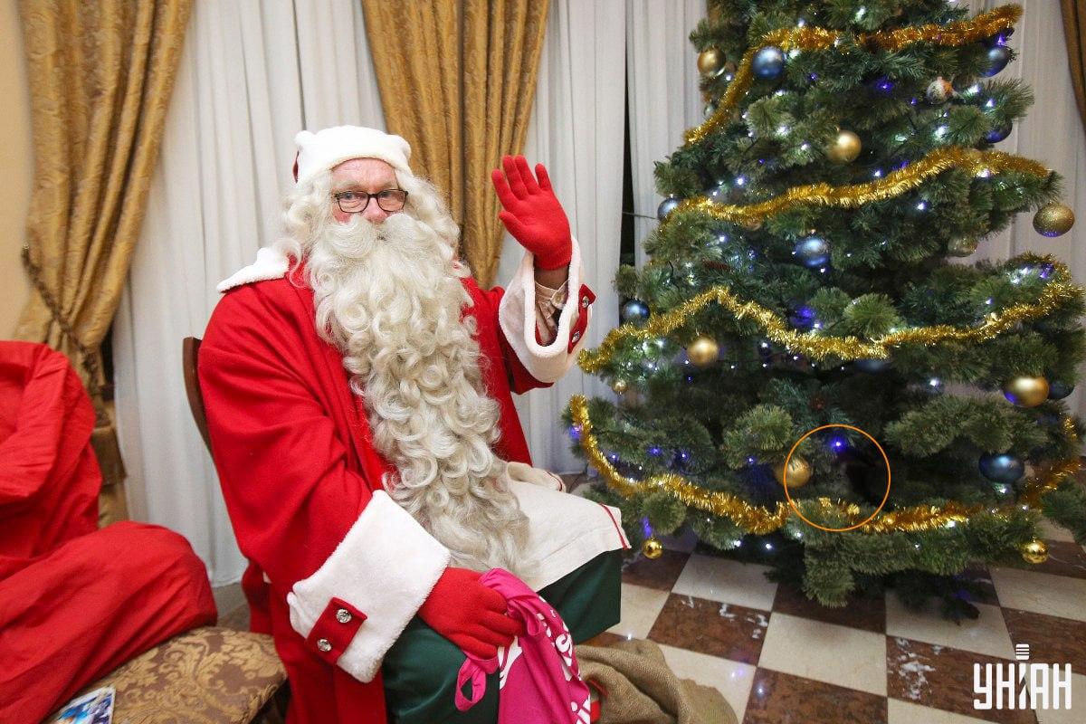 Kaķis bija paslēpies starp Ziemassvētku eglītes zariem / kolāža ar fotogrāfijām Moje