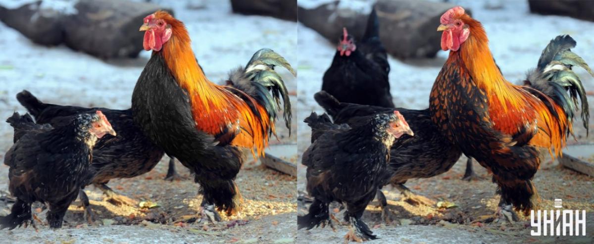 Atrodiet visas atšķirības 15 sekundēs / Moje kolāža