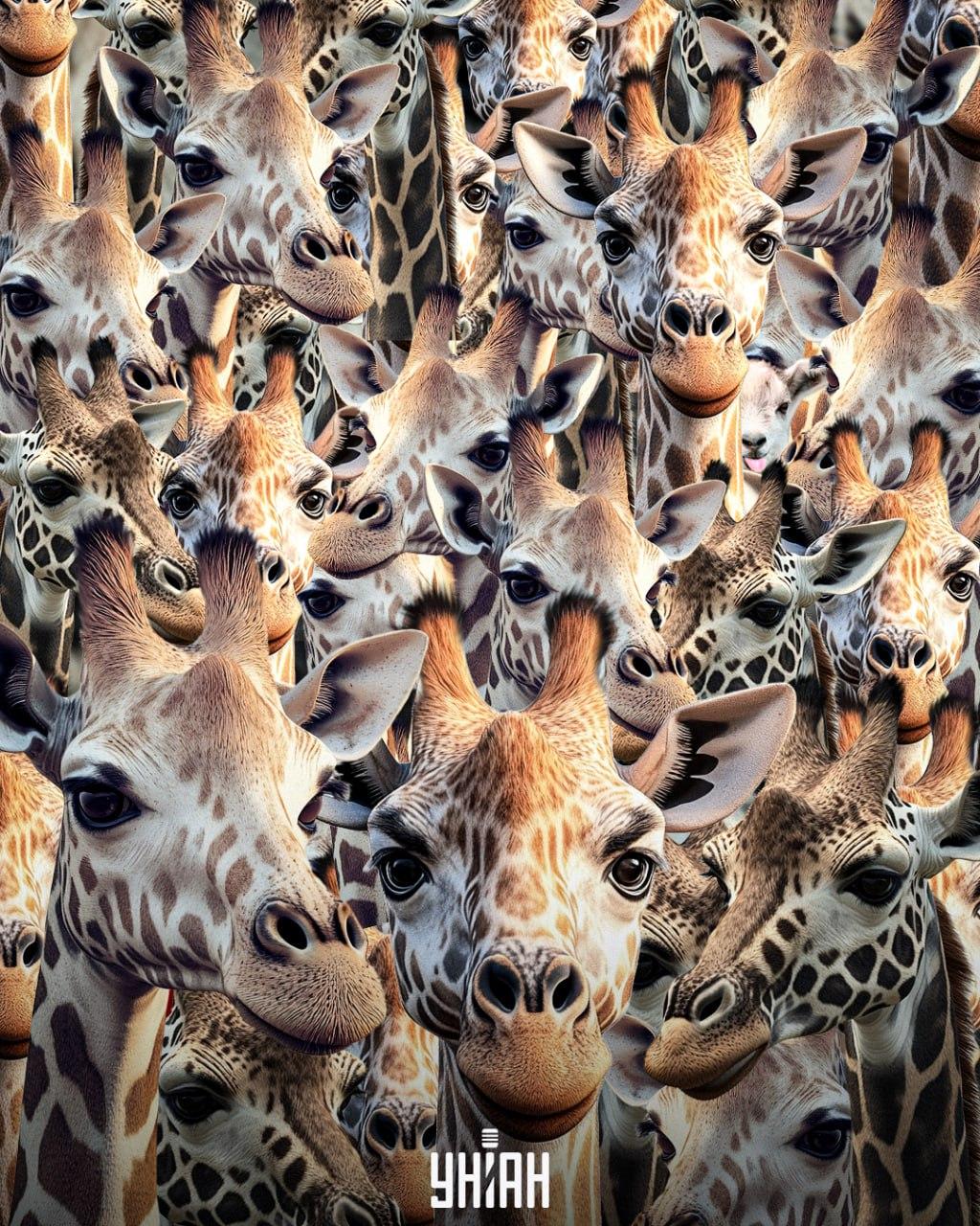 Mums jāatrod slikti audzināta kaza / Moje kolāža