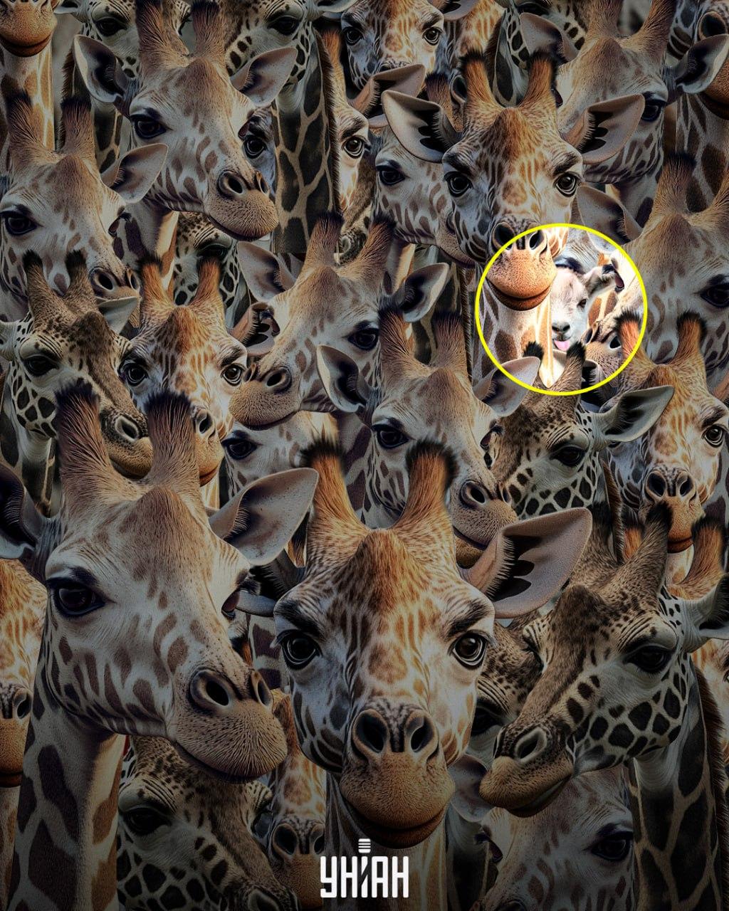 Mums jāatrod slikti audzināta kaza / Moje kolāža