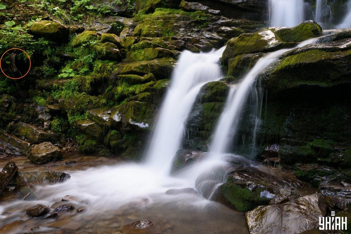 Atbilde uz mīklu ar lapsu - kur īsti bija paslēpies dzīvnieks / kolāža Moje, foto Moje