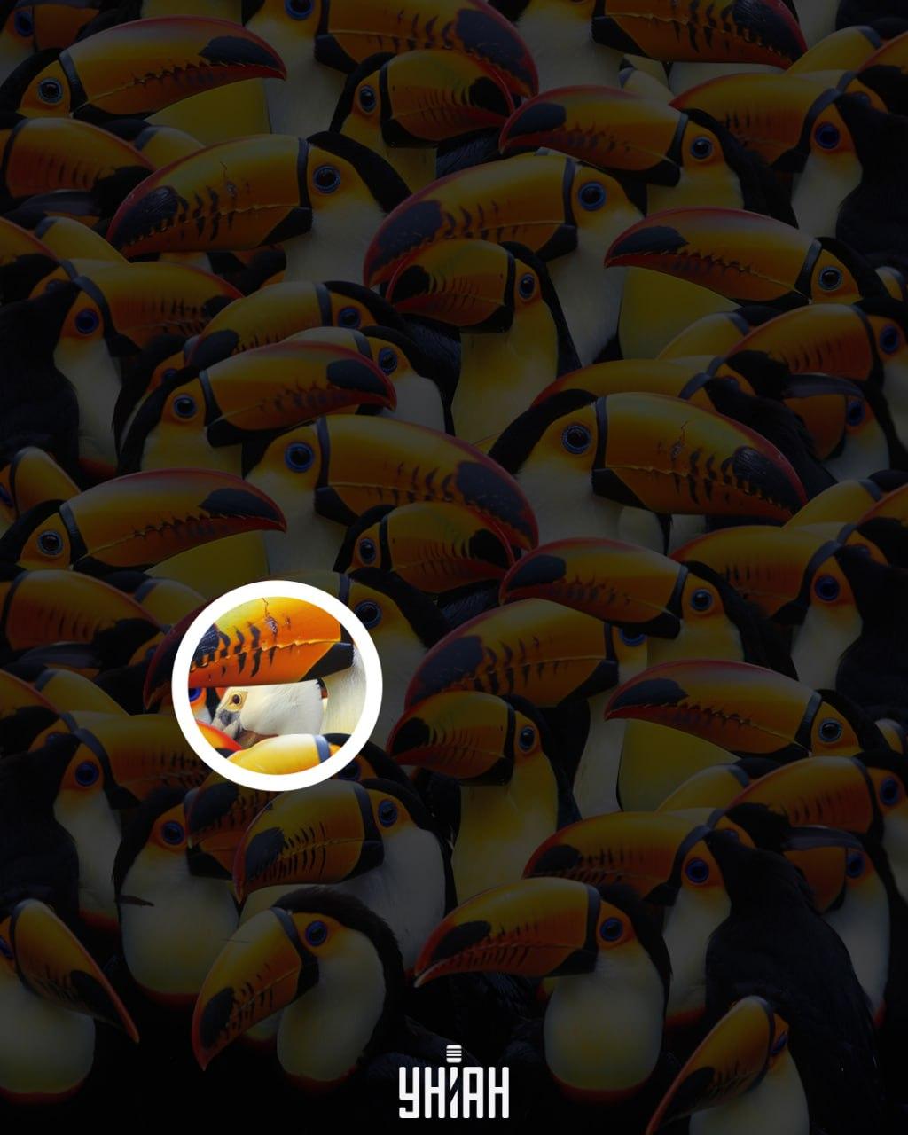 Pelikāns nebija tālu no attēla centrālās daļas / Moje kolāža