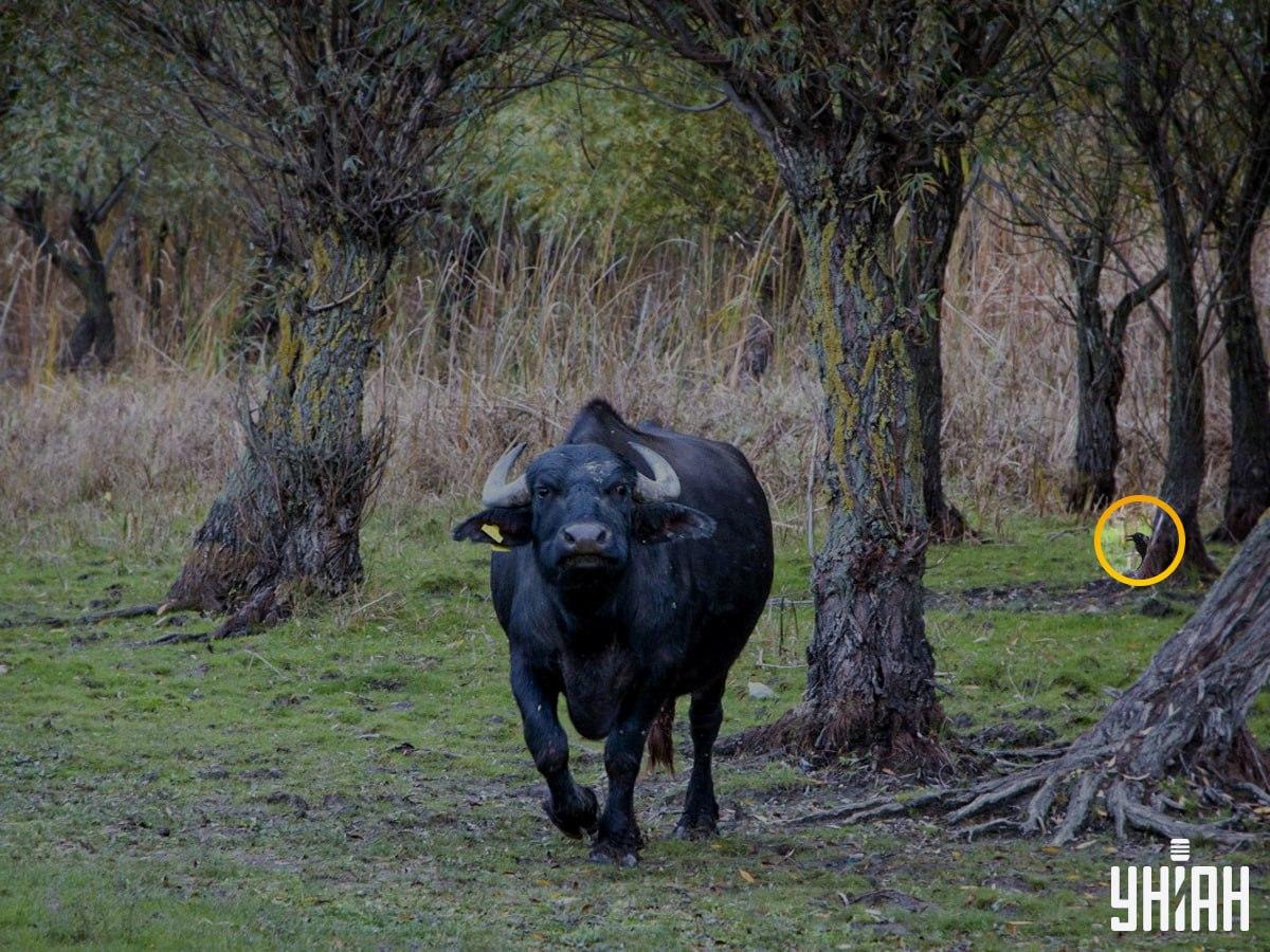 Putns atradās mīklas / kolāžas kreisajā pusē ar fotoattēlu Moje