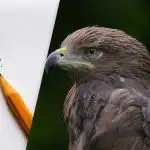 Atrodiet ērgli 8 sekundēs: viltīga optiskā ilūzija, lai pārbaudītu savu IQ Atrodiet ērgli 8 sekundēs: viltīga optiskā ilūzija, lai pārbaudītu savu