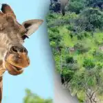 Atrodiet visus attēlā redzamos dzīvniekus 10 sekundēs: mīkla, ko ne