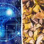 Ātrs IQ tests ar triku: atrodiet trīs bruņurupučus starp lapām