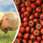 Ātrs IQ tests: tikai retais starp tomātiem atradīs granātābolu