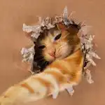 Cik ģeniāls ir tavs kaķis: vienkāršs IQ tests ar rotaļlietu