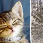 Ikviens redz pāvu, un tikai cilvēki ar augstu IQ kaķēnu