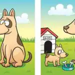 IQ tests: atrodiet 5 atšķirības suņa un kucēna attēlā 45 sekundēs IQ tests: atrodiet 5 atšķirības suņa un kucēna attēlā 45