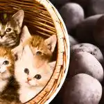 Jums ir tikai 11 sekundes: kartupeļus starp kaķiem atradīs tikai