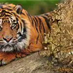 Mulsinoša mīkla ar neticamu atbildi: mežā jāatrod tīģeris