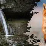 Optiskā ilūzija ar neredzamu risinājumu: attēlā ar ūdenskritumu jāatrod lapsa