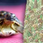 Optiskā ilūzija nav paredzēta vājprātīgajiem: vai jūs varat atrast čūsku