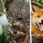 Optiskā ilūzija parādīs, kāds jums ir IQ: jums ir jāatrod lapsa mežā 9 sekundēs Optiskā ilūzija parādīs, kāds jums ir IQ: jums ir jāatrod