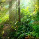 Rebus tiem, kam ir lieliska redze: jums ir jāatrod čūska