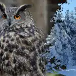 Sarežģīta mīkla ģēnijiem: tikai vērīgākie pūci pamanīs 16 sekundēs