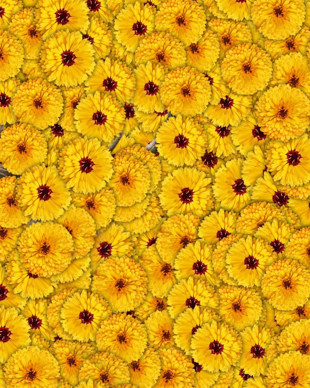 Tikai 1 no 10 cilvēkiem attēlā redzamo briežu atradīs 7 sekundēs: ļoti sarežģīta optiskā ilūzija