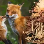 Tikai 15 sekundes, lai atrastu lapsu: mīkla ar pagriezienu, kuru