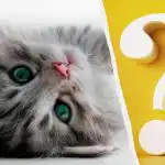 Tikai cilvēki ar augstu IQ pamanīs kaķi pagalmā 10 sekundēs: