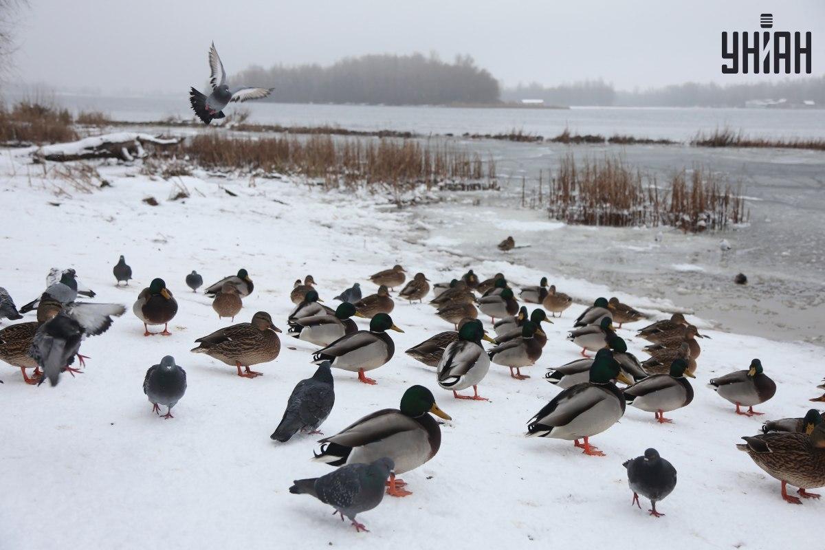 Atrodiet zvirbuli sekundēs / kolāža ar fotogrāfijām Moje