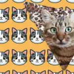 Tikai cilvēki ar grandiozu IQ 11 sekundēs ieraudzīs dīvainu kaķi: