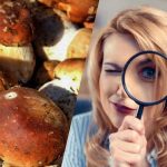 Tikai cilvēki ar superjaudīgu IQ 15 sekunžu laikā ieraudzīs akmeni