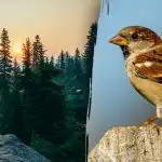 Tikai cilvēki ar “vanagu redzi” var atrast zvirbuli 7 sekundēs: