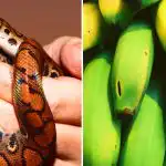 Tikai daži to spēj: tikai cilvēki ar augstu IQ var atrast čūsku starp banāniem Tikai daži to spēj: tikai cilvēki ar augstu IQ var