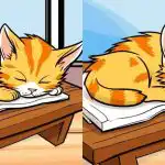 Tikai vērīgākie 12 sekunžu laikā bildē ar kaķi atradīs 3